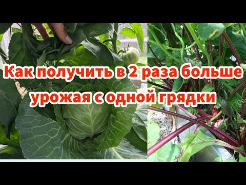 СОВМЕЩЕННЫЕ ПОСАДКИ. Разные овощи на одной грядке. Какие растения можно сажать рядом