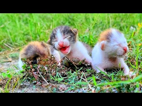 Dumped Tiny Kittens Cried Howled and Called Mom Until Someone Heard Him