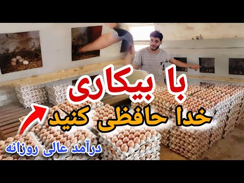 راز موفقیت فارمهای مرغ در کابل | بازدید از یک فارم پردرآمد در دهسبز || شرکت مرغداری فقیری
