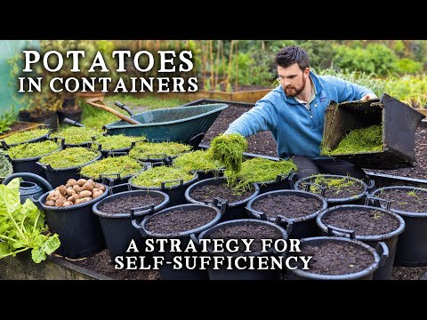 5 Reasons Why I'm Not Growing Potatoes in Raised Beds | Growing Potatoes in Containers