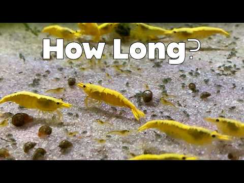 How Quickly Can I Breed 100 Shrimp?