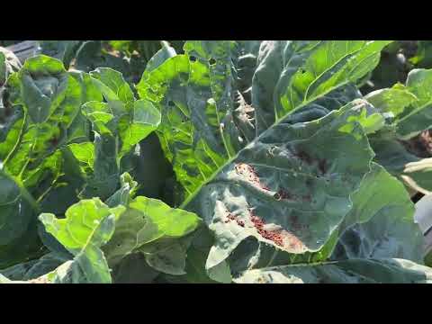 Обзор уральского огорода , что с перцами и огурцами в теплице . Овощи и ягоды 🍓 в июле#обзорогорода