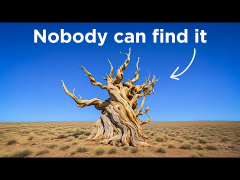Why America Keeps The World’s Oldest Tree Hidden