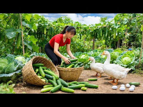 TIMELAPSE -- Harvest 200Kg Giant Delicious Cucumbers & New Hybrid Cucumbers Variety Discovered