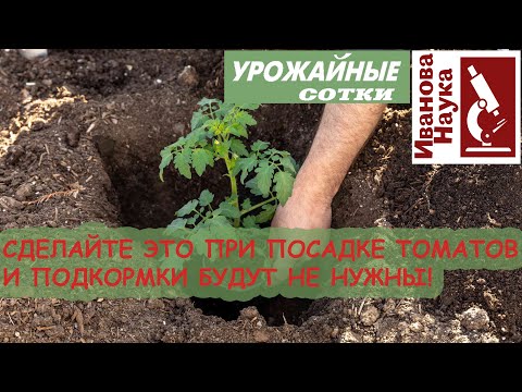 Положите ЭТО в лунку при посадке рассады и забудьте о подкормках! 6 БЕСПЛАТНЫХ способов для лунок!