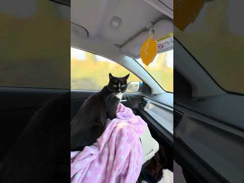 Charlie enjoys road trip from the vet after all-clear.