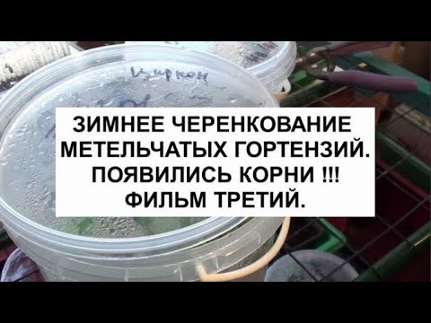 Winter cuttings of paniculate hydrangeas.Roots appeared !!! The third film.