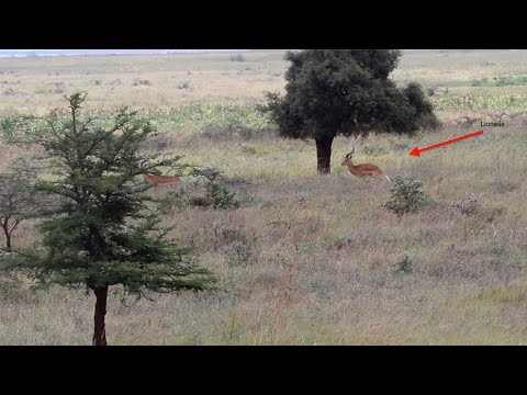 Impala taking a crap next to a lioness