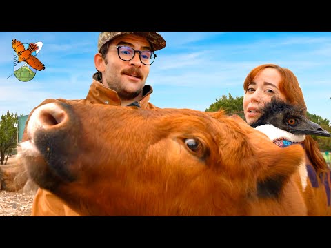 I AM ADOPTING THIS COW