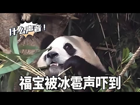 Last winter  there was hail in Everland  which triggered Fubao's instinctive consciousness to climb