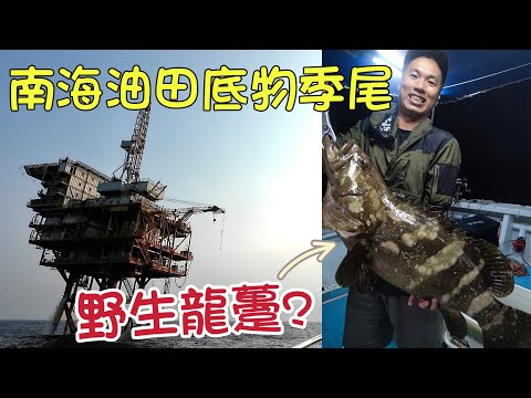 釣魚2024｜野生的龍躉石斑？海釣天堂南海油春季底物季尾釣什麼？