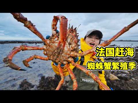 French Coastal Foraging : Spider Crab Breeding Season! Catch Dozens , Oil-Poached Crabs Delicious!
