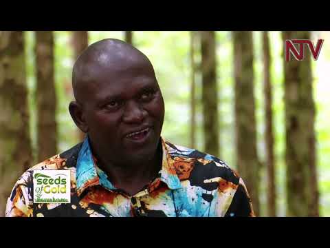 SEEEDS OF GOLD: How you can reap big from trees