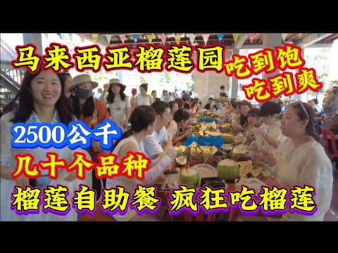 马来西亚榴莲园 “2500公斤榴莲 几十个品种 好吃到癫狂 中国游客的马来西亚美食探险”榴莲自助餐之旅 A Culinary Adventure for Chinese Tourists in MYS