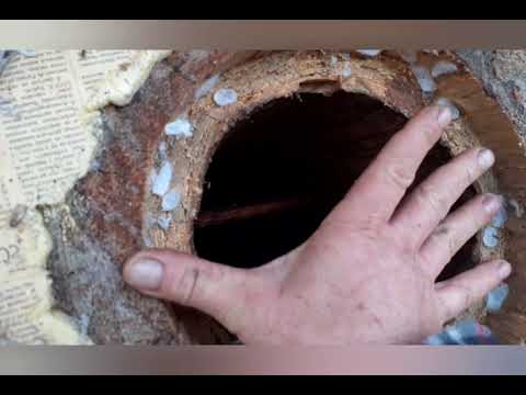 Дедовская колода- улей 90-100 лет.