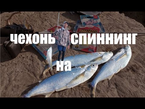 ЧЕХОНЬ на СПИННИНГ. Рыбалка на кубани.