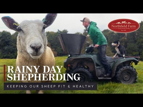 Rainy Day Farming: Keeping our sheep fit and healthy
