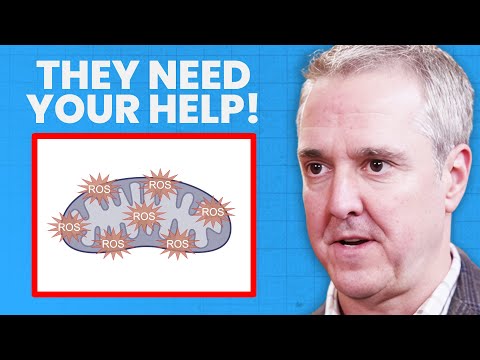 How to Repair Your Mitochondria if They're Old and Damaged | Dr. Chris Palmer