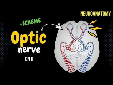 CN 2: Optic Nerve (Scheme, Pathway, Lesions) | Neuroanatomy