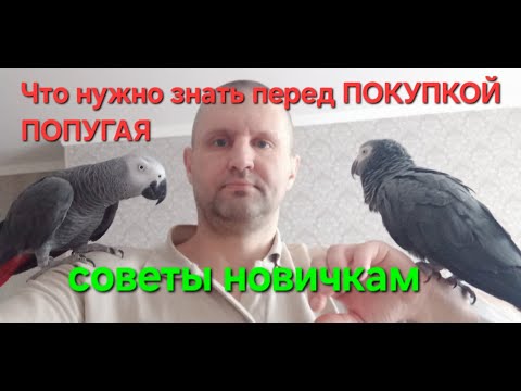 ПОКУПКА ПОПУГАЯ, что нужно знать прежде чем его купить