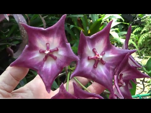 Хойя. Цветение Хой.. H. Macgillivreyi, H. Pubicalyx, H. Arnottiana, H. Deykei Sumatra, H. Obscura..