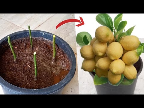 شيء  لا يصدق شاهد كيف يتم زراعة الليمون الشهري🍋