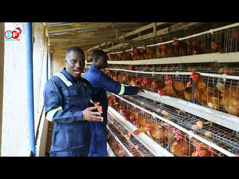 We Have Over 1000 Chicken, 2000 Eggs For Xmas - Zionfelix Schooled About Poultry Farm