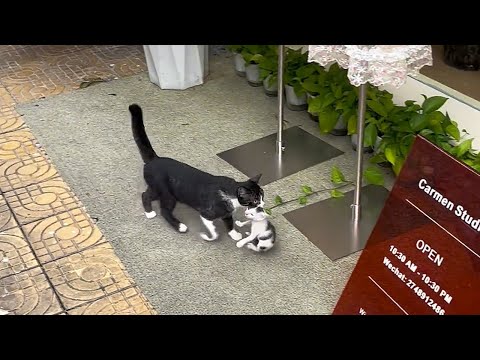 A stray cat I sheltered from the rain a week ago brought her kittens today!