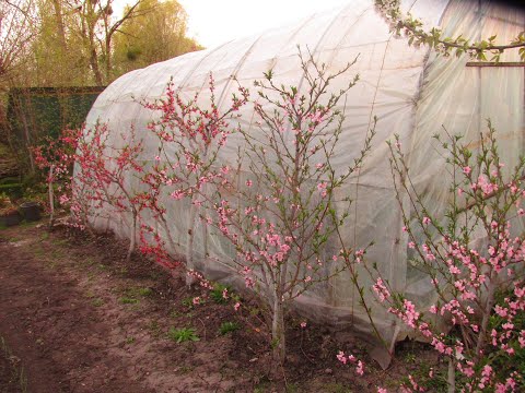 Мини теплица, что в ней.