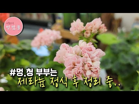 Geranium, Classifying Geraniums After Planting #Product Purchase is in 'More' below