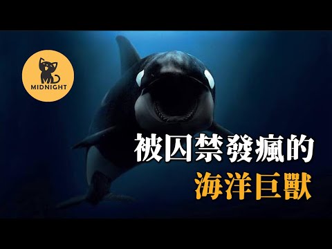 囚禁25年徹底發瘋，史上最知名的連環殺人鯨，虎鯨提里庫姆