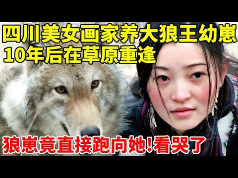 四川美女画家养大狼王幼崽!10年后在草原重逢,狼崽竟直接跑向她!看哭了【社会纪实】#李微漪
