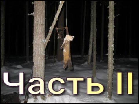 Способы установки капканов на соболя Обзор капканов: КПя-120 КПя-140 КП-120 КП-140 КА-2У.  Часть II.