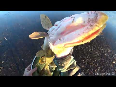 Поехали за большими карасями, а наловили щук. Вот это поворот.