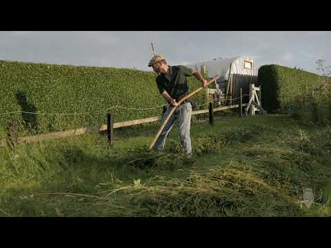 Small meadow hay:  mowing with an English scythe
