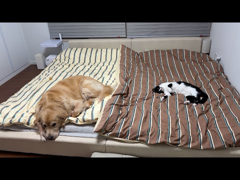 Would you still raise a retriever and a cat? lol