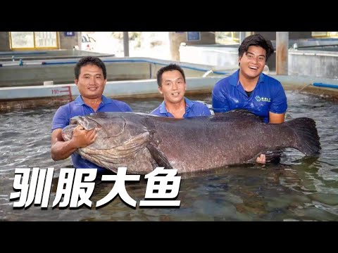 驯化生猛海鲜一共分几步？他们培育石斑鱼的新品种 “珍珠龙胆”就此诞生！人工养殖珍稀海鱼实现新突破！|「智慧农业新时代」| 农业致富经