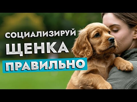 Секреты идеального компаньона 🐶✨ Как социализировать щенка и взрослую собаку?! | ЛавГав