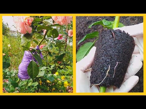 Cuttings of roses in summer. How to root a rose right on the bush.