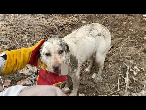 Injured in the mouth after the accident, she sat trembling under the bridge calling for help