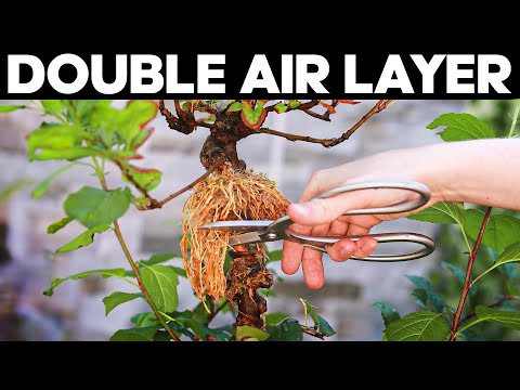 How To Double Air Layer for Bonsai - Double Layering Method