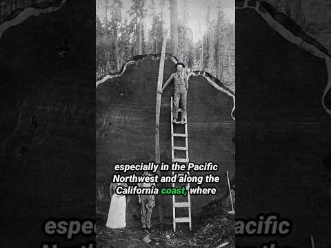 What Happened to all the Good Lumber?! How Lumber Quaility Got So Terrible. #woodworking