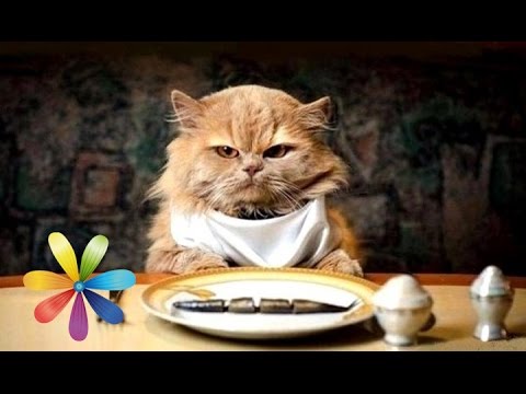 Что нужно есть вашей кошке? - Все буде добре - Выпуск 565 - Все будет хорошо 16.03.2015