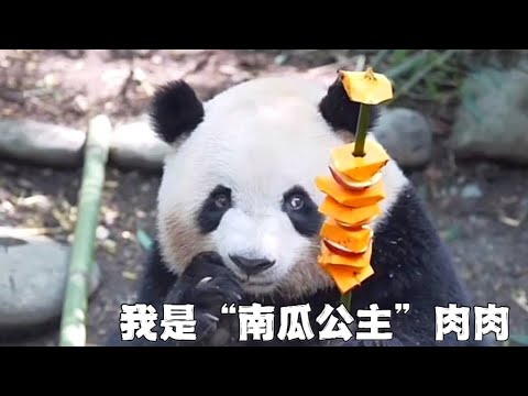 熊猫界的“南瓜公主”肉肉：谭爷爷口中脸大最好认的可爱熊猫，名叫“梅兰”的聪明小熊