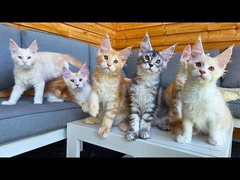 The Kittens' Last Morning Together