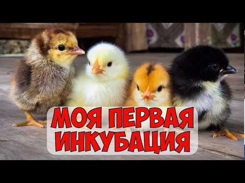 Инкубация куриных яиц от А до Я | Вывод, кормление и уход за цыплятами