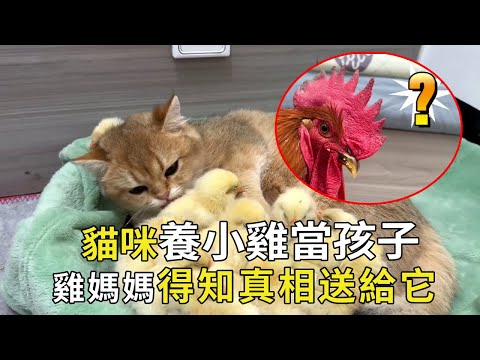 Cats raise a group of chickens as babies. The mother of the chicken has no choice but to come to th