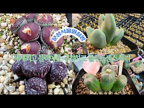 25년 12월19일 오전9시 품종별 예쁘고 멋진 아이들 준비 했어요  @@@ 추위에 관리 잘 하셔요 살균/살충 철저