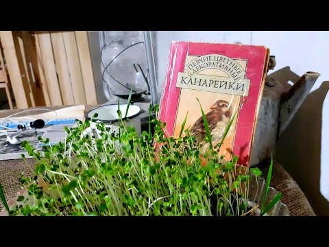 Зимовка канареек,Канарейки содержание зимой,Канарейки содержание в холоде.