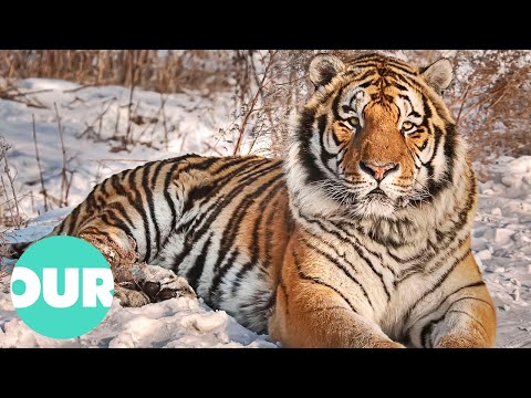 Uncovering The Hidden Tiger's That Live In Russia's Vladivostok | Our World